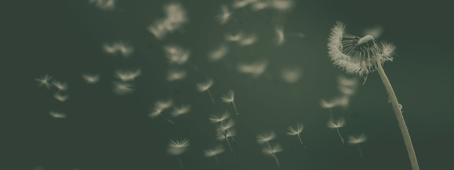 (Taraxacum officinale) with its seeds dispersing in the wind. 