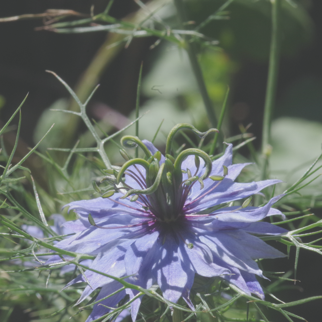 Schwarzkummel natürliche Linderung von Allergiebeschwerden